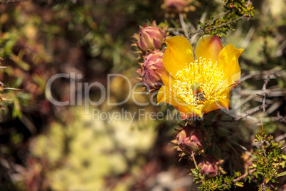 Honeybee, Apis mellifera, gathers pollen from the yellow flower