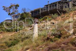 Goats cluster along a hillside with homes and a tower in Laguna