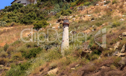 Goats cluster along a hillside with homes and a tower in Laguna
