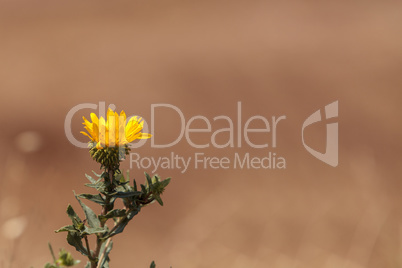 Yellow telegraph flower, Heterotheca grandiflora, blooms in the