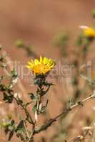 Yellow telegraph flower, Heterotheca grandiflora, blooms in the