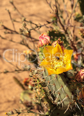 Honeybee in a yellow flower Prickly pear cactus, Opuntia