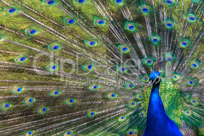 Peacock with Feathers Out