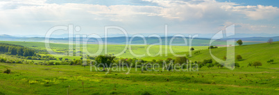 green meadow at summer