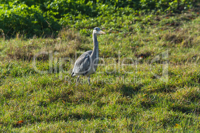 Reiher, Graureiher im Gras am See