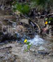 creek in forest