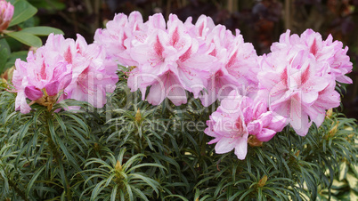 Rhododendron Ponticum Filigran