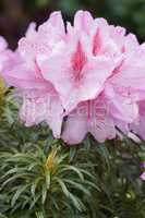Rhododendron Ponticum Filigran