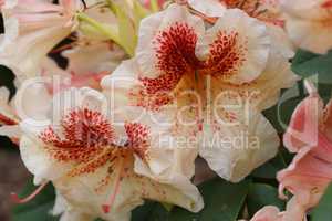 Rhododendron Peggy