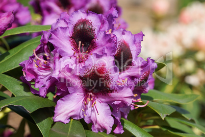 Rhododendron Orakel