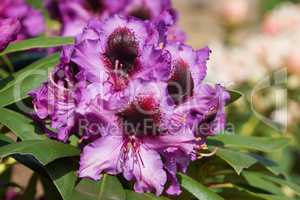 Rhododendron Orakel