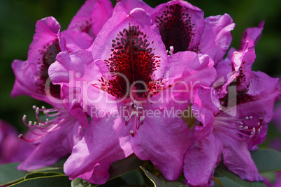 Rhododendron Kangaro