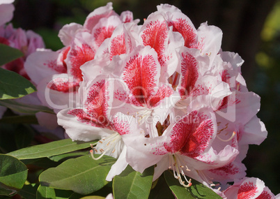 Rhododendron Belami