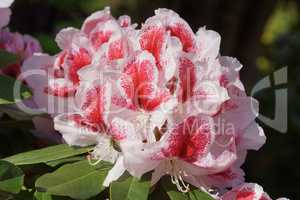 Rhododendron Belami