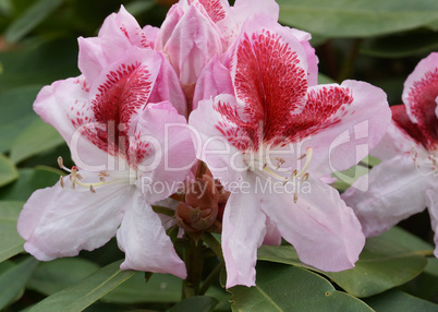 Rhododendron Belami