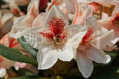 Rhododendron Amber Kiss