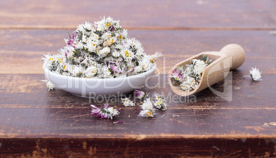 dried Daisy blossoms