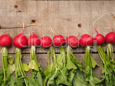 Row of radishes