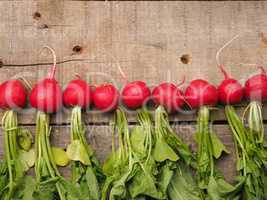 Row of radishes