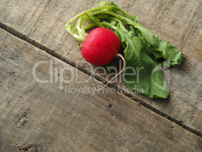 Fresh organic radish