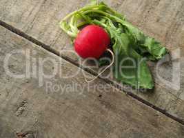 Fresh organic radish