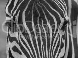 Zebra close up shot