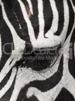 Close up of a zebras eye