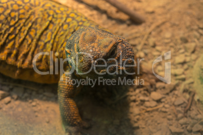 Leguan in der Wüste, close-up