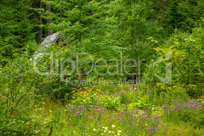 Old Hut on the Edge of a Deaf Forest