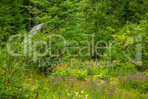 Old Hut on the Edge of a Deaf Forest