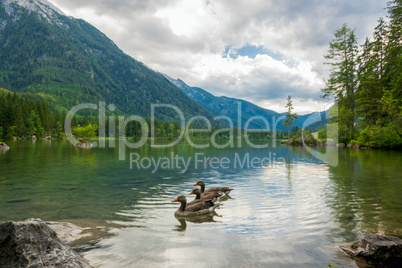 Three Ducks on a Forest Mountain Lake