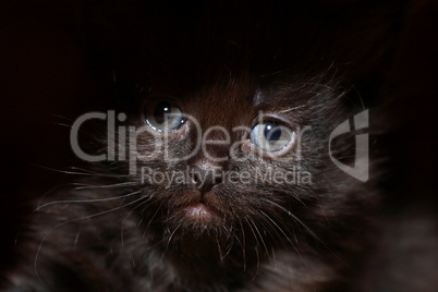 Black Kitty Portrait