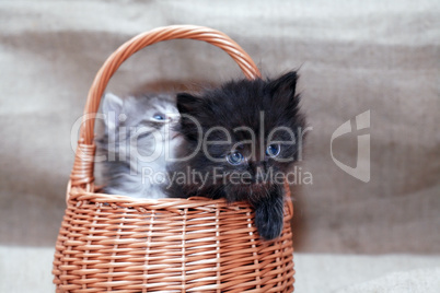 Kitties In Basket