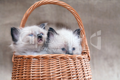 Kitties In Basket