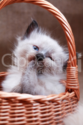Kitty In Basket