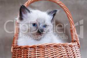 Kitty In Basket