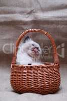 Kitty In Basket