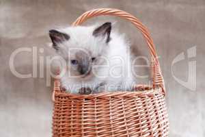 Kitty In Basket