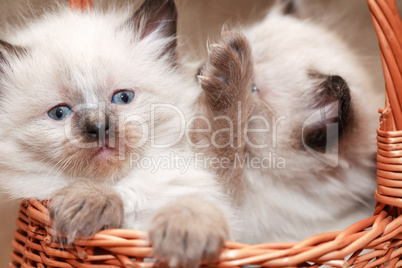 Kitties In Basket