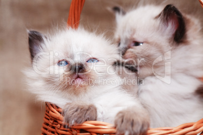 Kitties In Basket