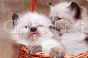 Kitties In Basket