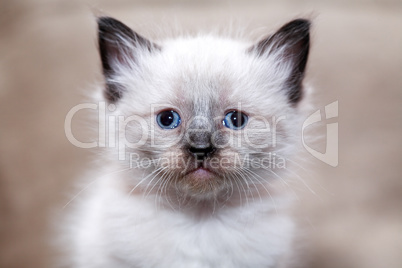 Kitty Portrait Closeup