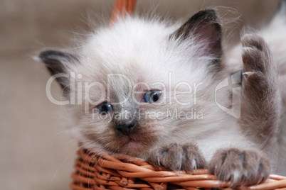 Kitties In Basket