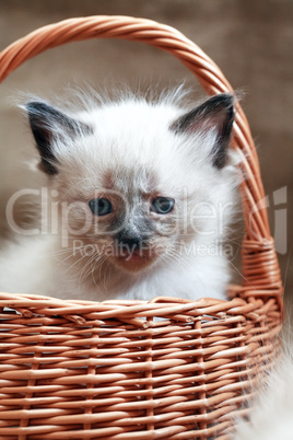 Kitty In Basket