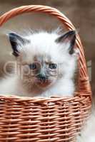 Kitty In Basket