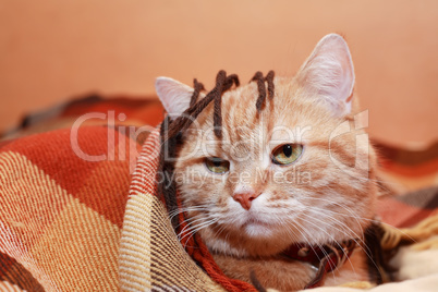 Ginger Domestic Cat