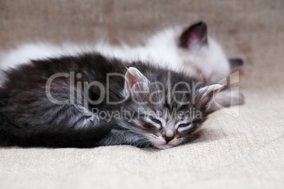 Kitties Sleeping On Canvas