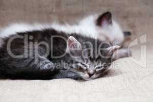 Kitties Sleeping On Canvas