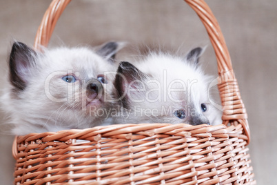 Kitties In Basket