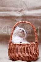 Kitty In Basket